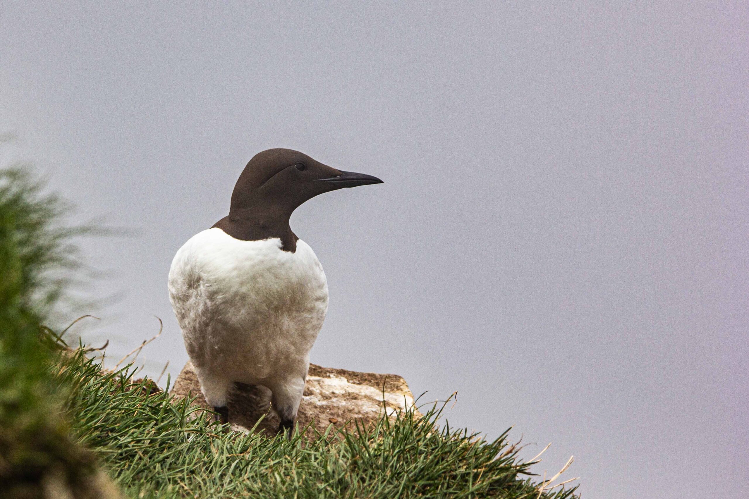 Common Murre