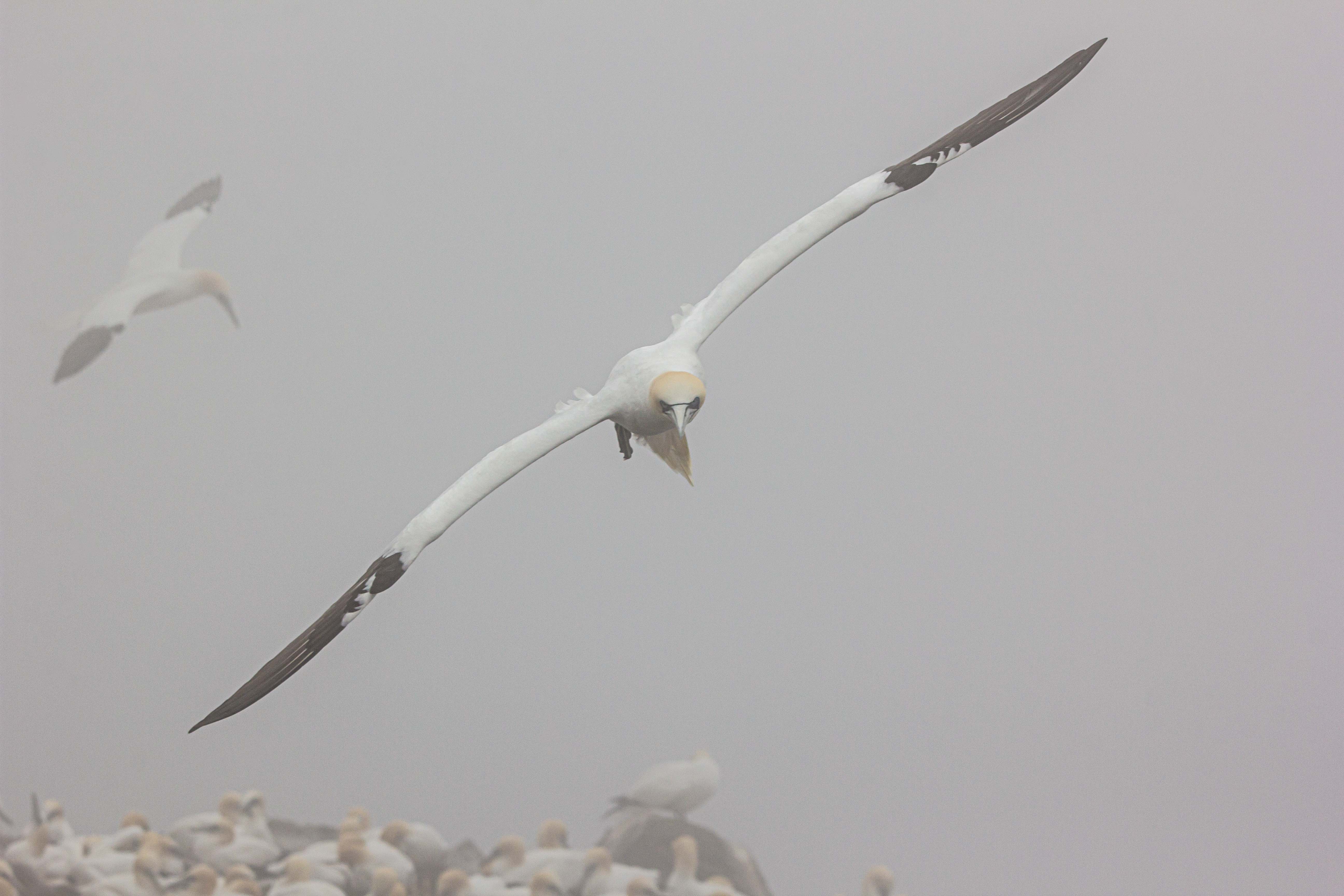 Northern Gannet