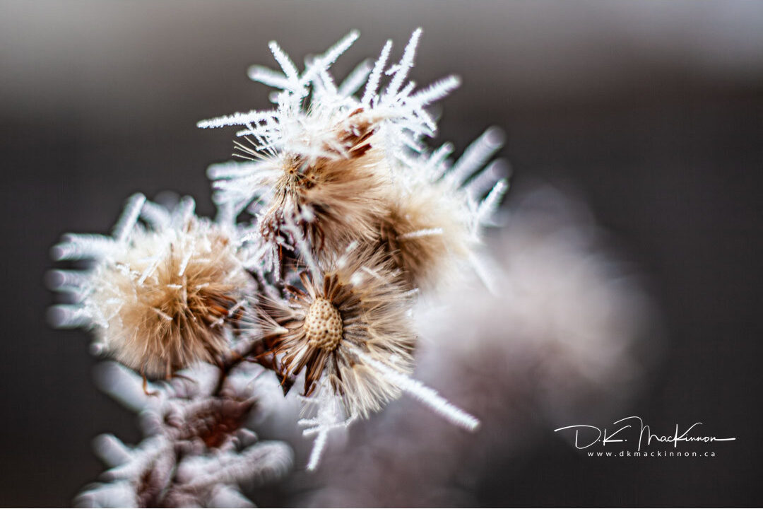 Hoarfrost