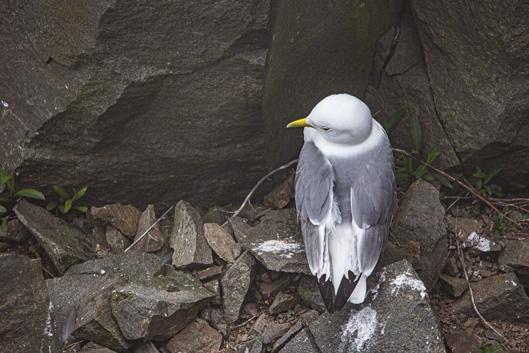 Newfoundland Kittiwake