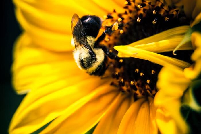 Art Advent Calendar: Day 4