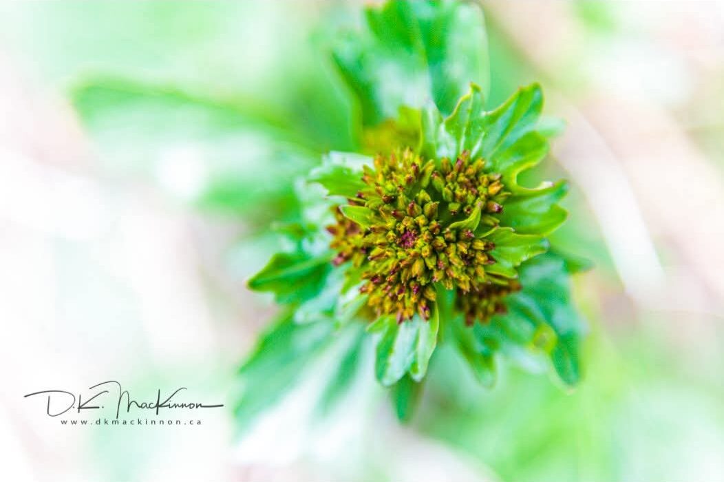 Art Advent Calendar: Day 19