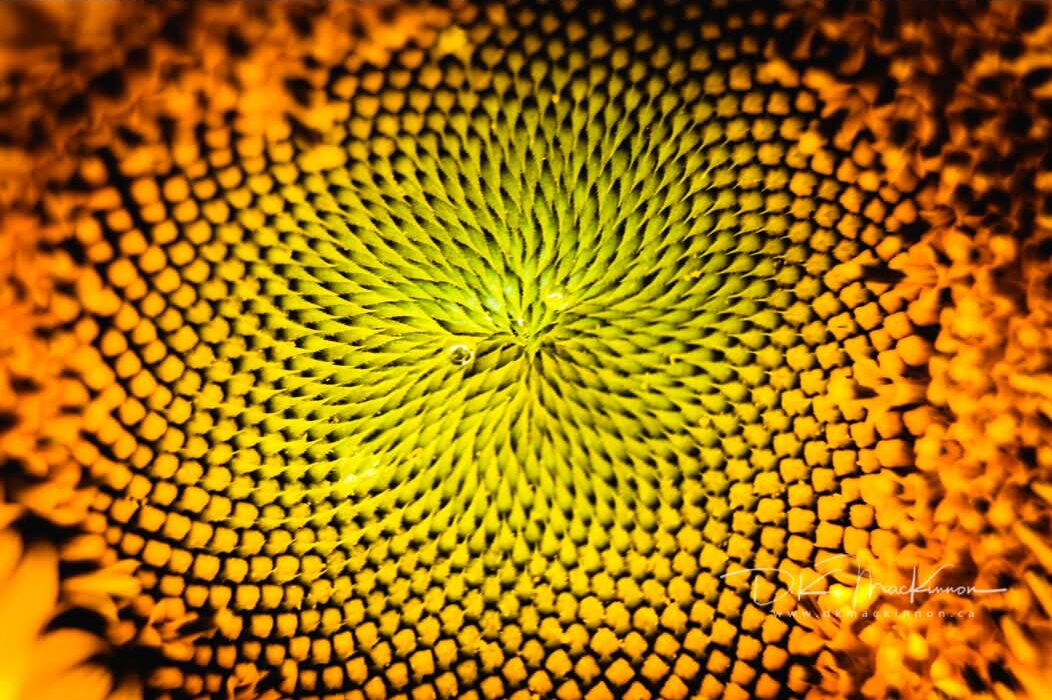 Art Advent Calendar: Day 11