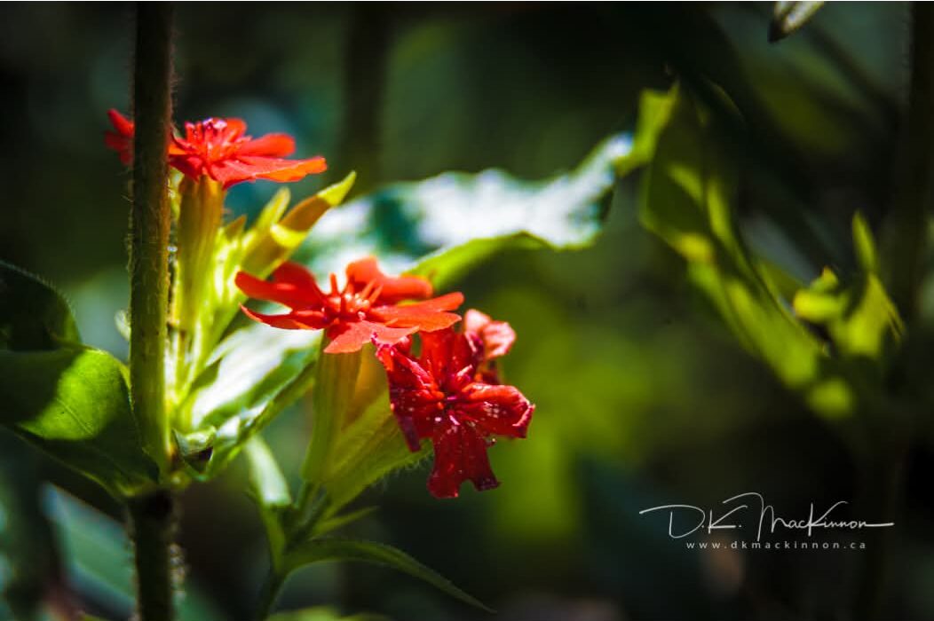 Art Advent Calendar; Day 5