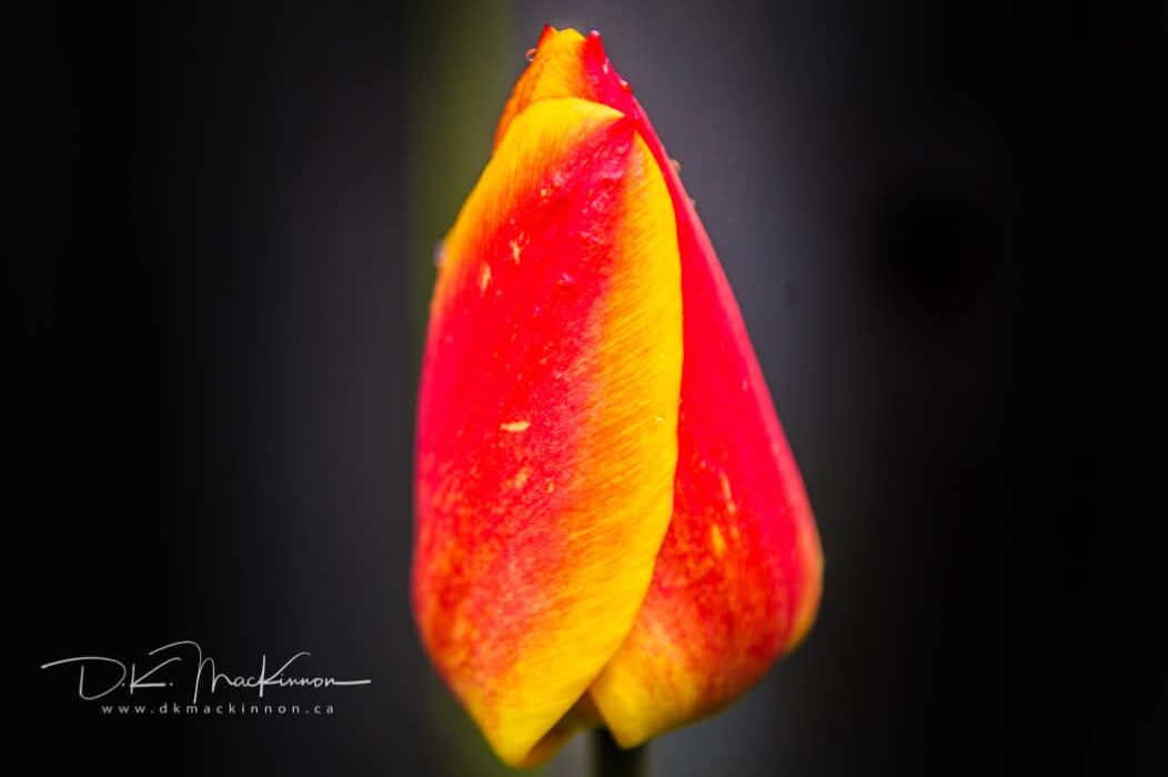 Art Advent Calendar: Day 20