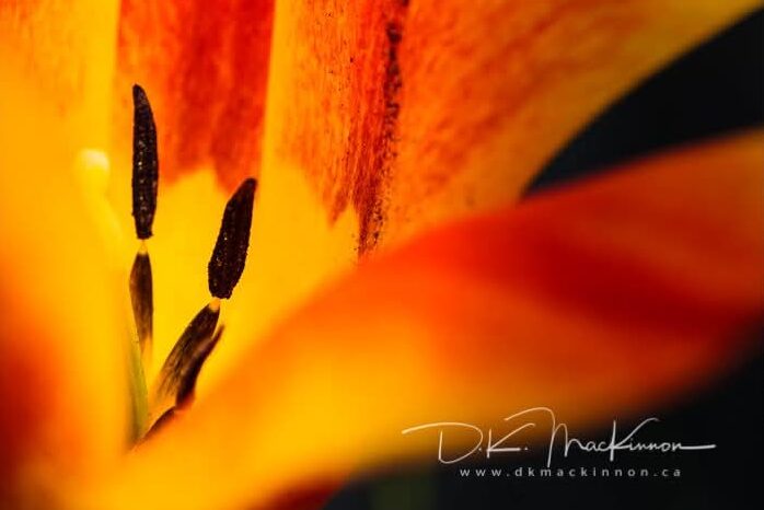 Art Advent Calendar: Day 17