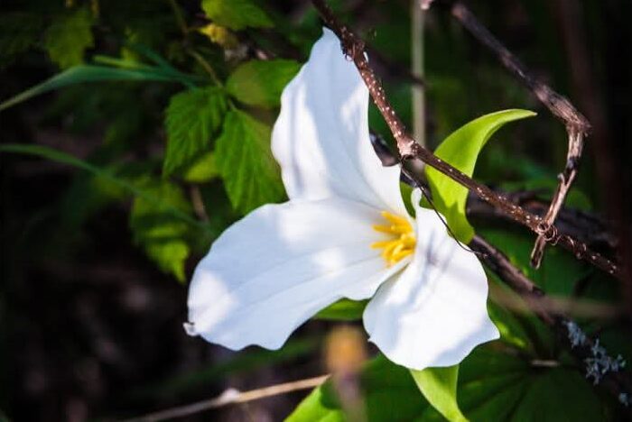 Art Advent Calendar: Day 6