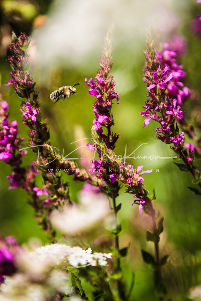 A bee in mid-flight near purple flowering plants, set against a blurred green and white background.