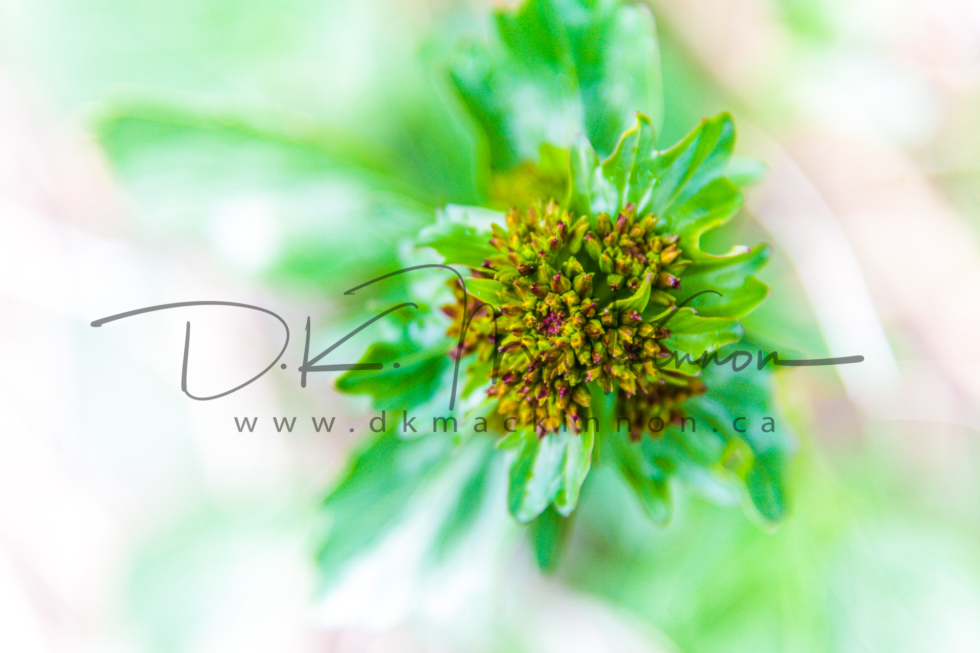 Close-up of a budding green flower head with dark brown and yellow seed heads at the center, surrounded by curved, waxy, green leaves. The background is a soft, blurred mix of green and white.