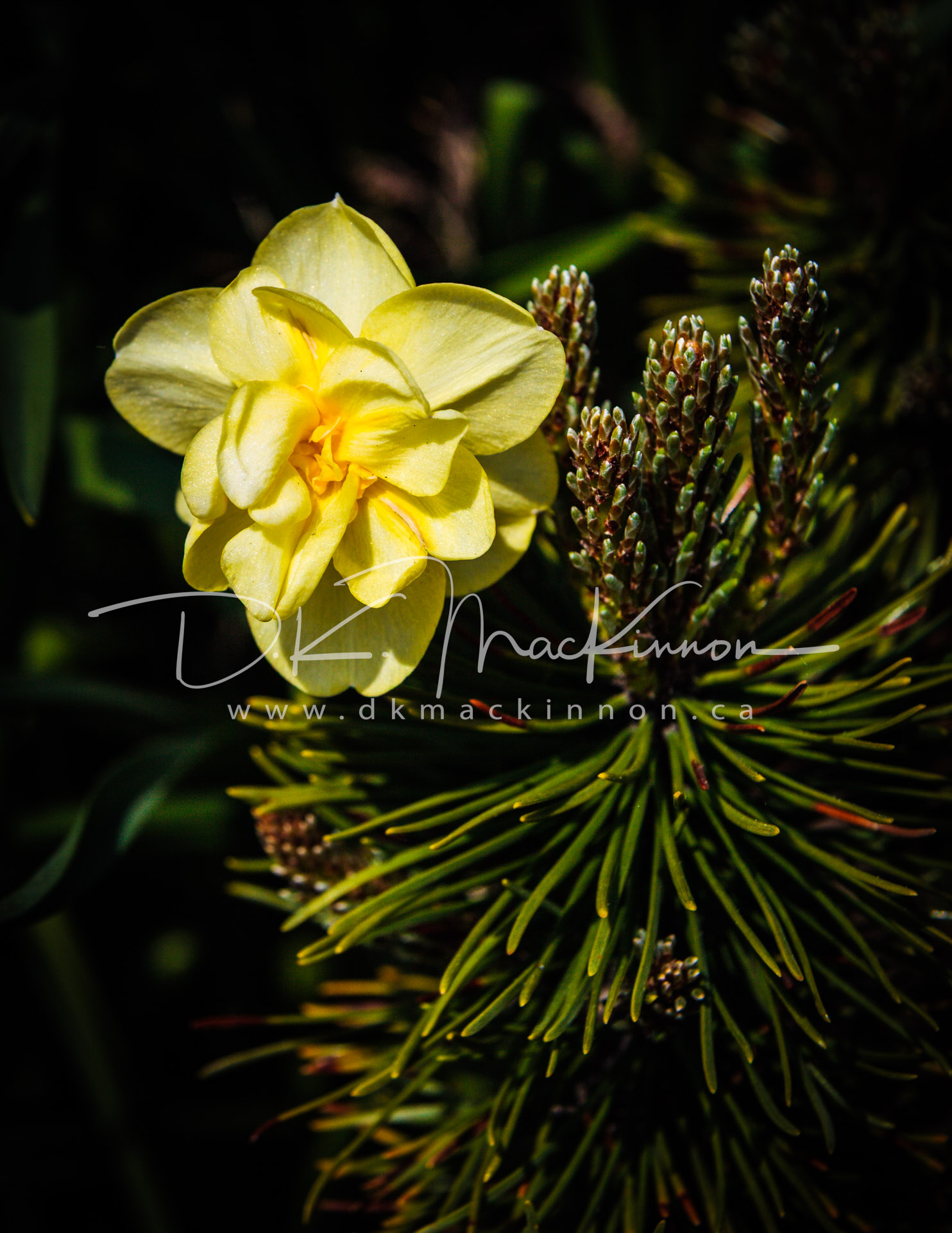 A close-up of a double daffodil in full bloom, with layered yellow petals and a yellow center, positioned alongside a cluster of green pine needles and small pine cones, set against a dark, blurred background.
