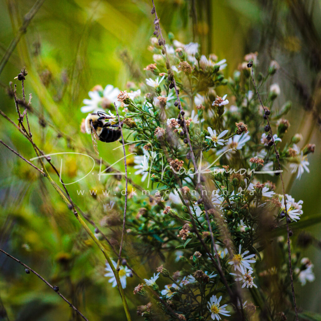 A bumblebee clinging to a cluster of small white and yellow wildflowers, with a blurred green and brown background of foliage and branches.